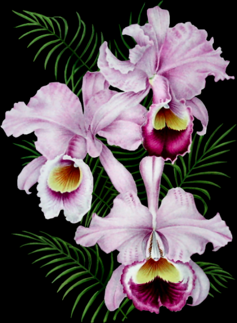 orhidea.png
